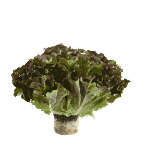 InspiredGreens giphyupload inspiredgreens livinglettuce thebetterlettuce Sticker