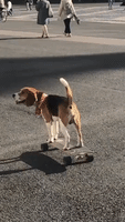 Beagle Skateboards Through Saint Petersburg's Palace Square