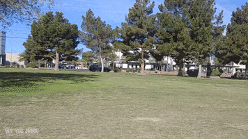 offthejacks cars hotrods ipofshow tbucket GIF