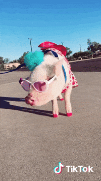 tiktok style pig fabulous stylish GIF