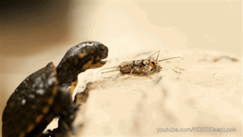 GIF by KQEDScience