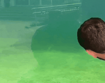 thebestgifs giphygifmaker giphygifmakermobile seal funny seal GIF