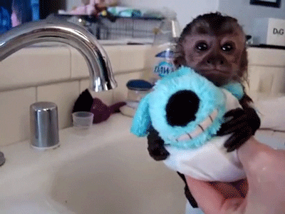 monkey GIF