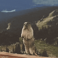 Gutenberg GIF