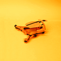 Toy Building GIF by bionicToys