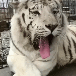 fightmilker giphyupload bored tiger boring GIF