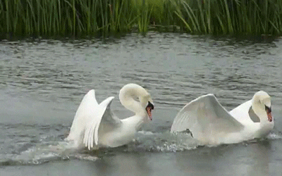 Swans Swimming GIF
