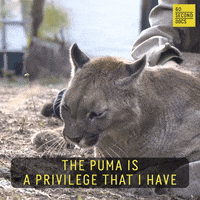 Animal Rescue Cute Cat GIF by 60 Second Docs