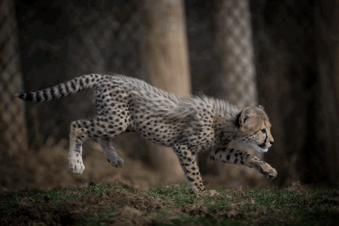 tag you're it heart of africa GIF by Columbus Zoo and Aquarium