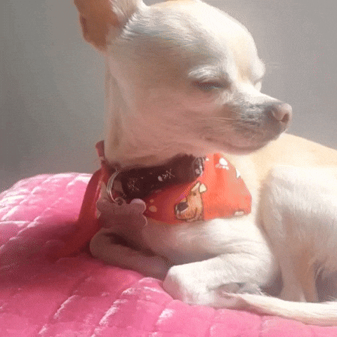 bored dog GIF by Sociedad Fantasma Stickers