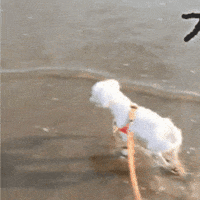 Puppy GIF