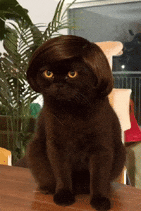 Black Cat GIF