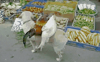 Video gif. Rooster and a hen perch on the back of a dog with a sign in its mouth at a farmers' market.