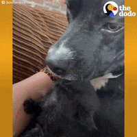 Dog GIF by The Dodo