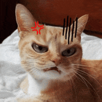 Mad Cat GIF by jorgemariozuleta