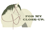 Horse Blackbackground Sticker by Molly Virginia Morris Photography