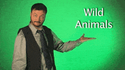 sign language GIF by Sign with Robert