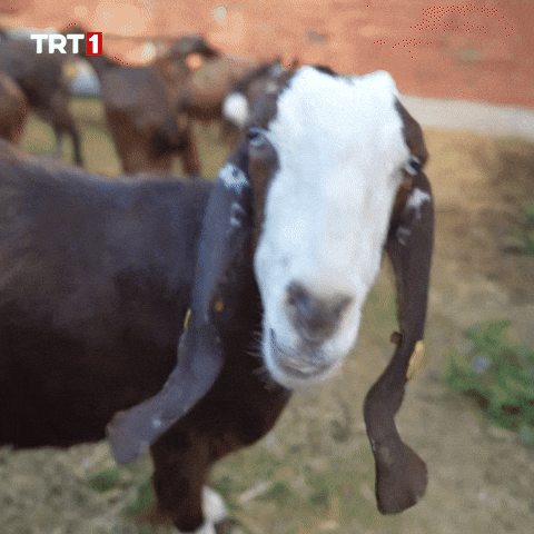 Good Morning Yes GIF by TRT