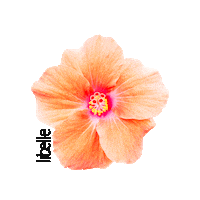 aloha beach please Sticker by Libelle.nl