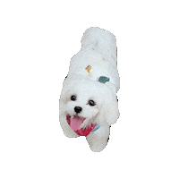 Dogs Love Sticker