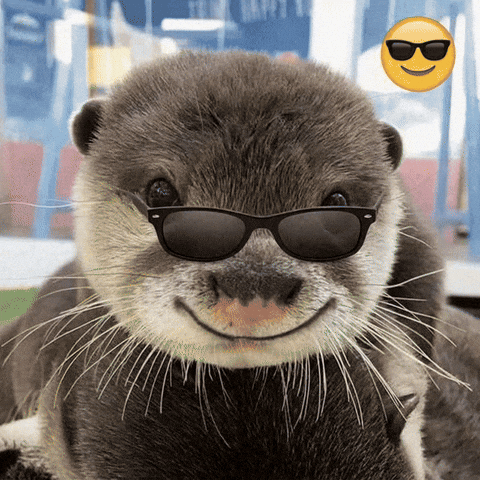 Otter Sunglass GIF