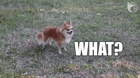 Chihuahua What GIF by WoofWaggers