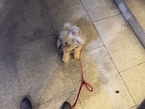 namu_______ 강아지 나무 namu 푸들 GIF