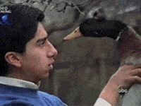 duck GIF