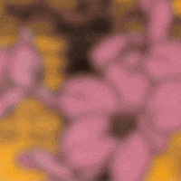 World Rugby Sport GIF by Rugby World Cup
