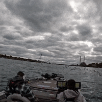 Funny Animals Seagull GIF by ViralHog