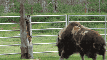 jjamitis giphyupload GIF