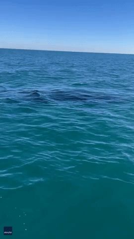 'Look at the Size of That Tail!': North Carolina Fishermen Awed by Close Encounter With Whale