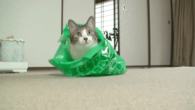 Cat Bags GIF