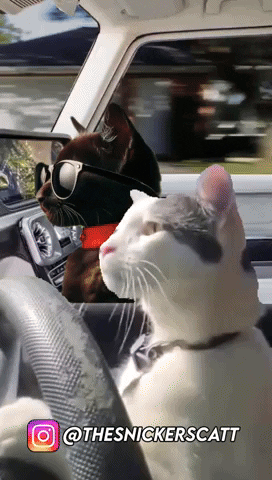 snickerscatt giphyupload cat giphystrobetesting cat driving GIF