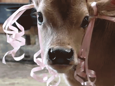 murder meat GIF