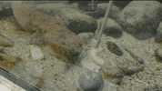 red panda lol GIF by LeVar Burton Kids