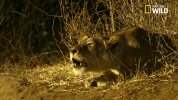 savage kingdom big cat week GIF by Nat Geo Wild 
