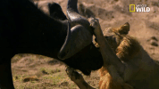 savage kingdom big cat week GIF by Nat Geo Wild 