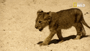 Walking Lion GIF by Nat Geo Wild