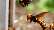 Wasp Hornet GIF by GIPHY News