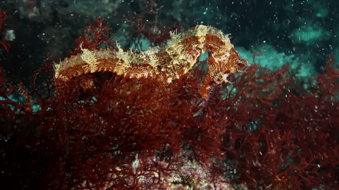 symphony for our world GIF by Nat Geo Wild 