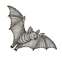 Fly Hover Sticker
