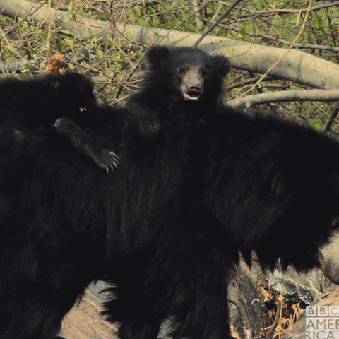 Black Bear Family GIF by BBC America