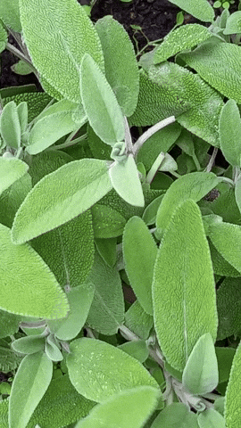 Simongip giphyupload GIF