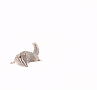 chuber whats up chipmunk what up GIF