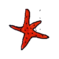 Starfish Sticker by Holiday Sidewinder