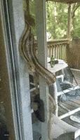 Knock, Knock - Snake Wraps Itself Around Porch Door at Florida Family Home