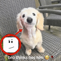 Dog Thinks GIF