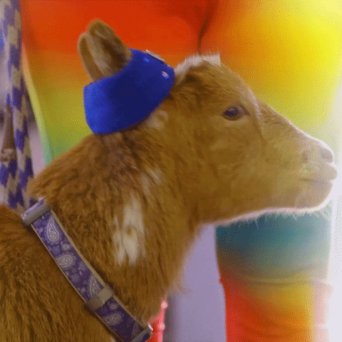 Video gif. A sassy goat turns its head with a blue sweatband around its ears. Text on the sweatband reads, "Goat."