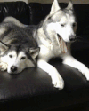 GIF by Giphy QA